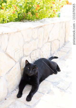 European black cat European black cat 131070565