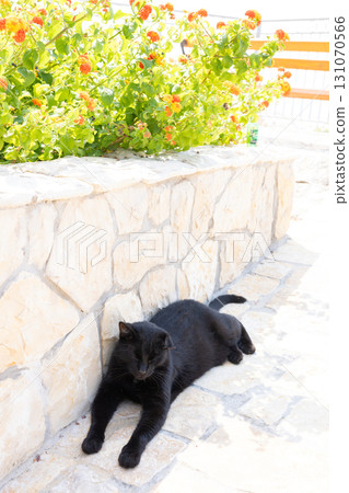 歐洲黑貓 131070566