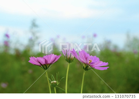 粉紅色大波斯菊隨風搖曳 秋日風景 藍天 131070735
