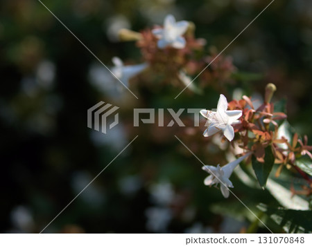 Small, pretty white Abelia flowers blooming in September Small, pretty white Abelia flowers blooming in September 131070848