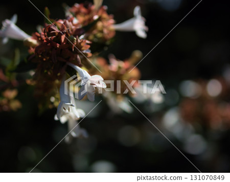 Small, pretty white Abelia flowers blooming in September Small, pretty white Abelia flowers blooming in September 131070849