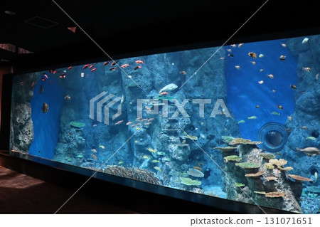 Ocean Classroom - The Colors of Life Swimming in the Coral Reef Ocean Classroom - The Colors of Life Swimming in the Coral Reef 131071651