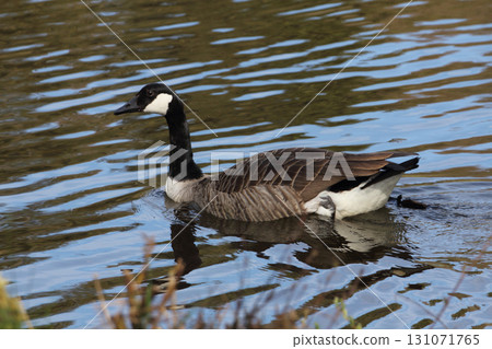 Canada goose (Branta canadensis) Canada goose (Branta canadensis) 131071765