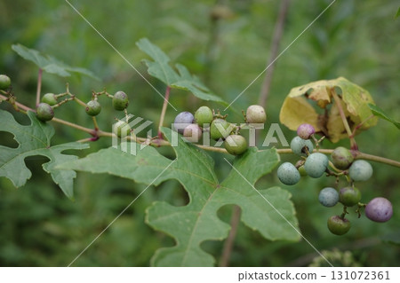 夏末時節，森林和鄉村的野葡萄開始變色，從淡綠色到藍紫色，讓人感受到季節的變換。 131072361
