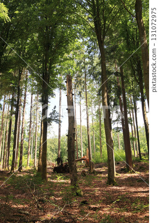 in the forest 131072975