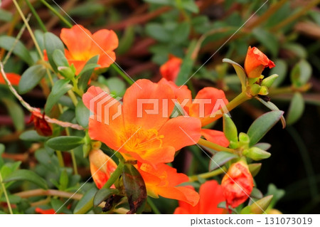 橙色馬齒莧花 橙色馬齒莧花 131073019