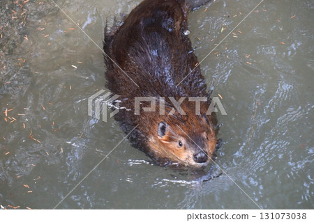 Silence cutting through water - Profile of a swimming beaver Silence cutting through water - Profile of a swimming beaver 131073038