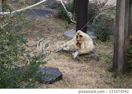 靜默沉思-岩石上的長臂猿 靜默沉思-岩石上的長臂猿 131073042