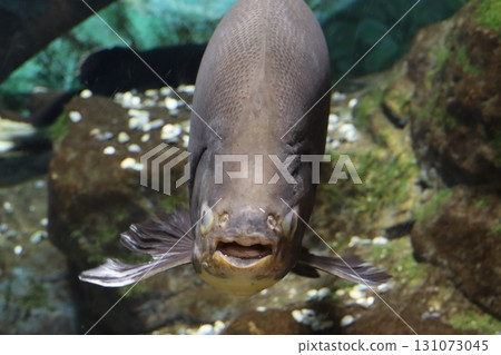 Direct gaze - Greetings from underwater 131073045