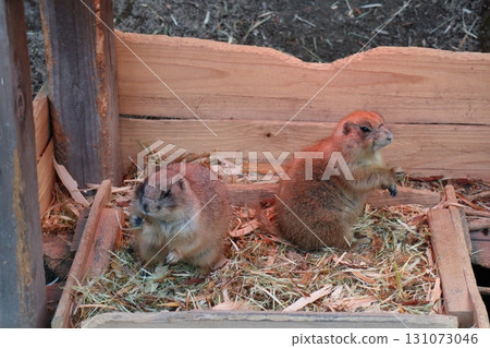 Afternoon Watch - The Peaceful Life of a Prairie Dog 131073046