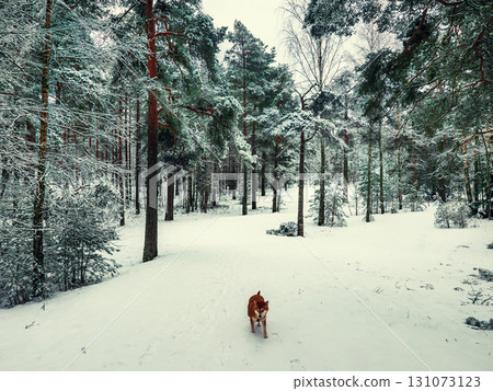 Funny friendly brown Shiba Inu dog in the winter forest Funny friendly brown Shiba Inu dog in the winter forest 131073123