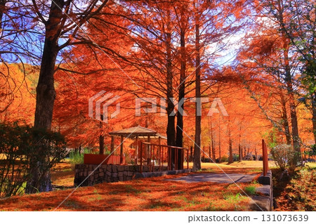 Ono Park (Ono, Sanda City, Hyogo Prefecture) - Autumn foliage of the Japanese quince 131073639