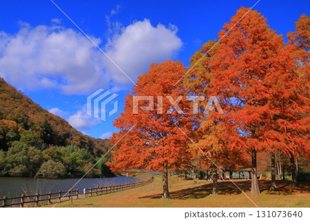 Ono Park (Ono, Sanda City, Hyogo Prefecture) - Autumn foliage of the Japanese quince 131073640