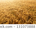 Golden wheat field at sunrise, drone aerial view. 131073888
