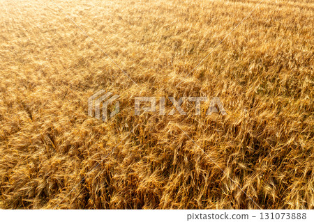 Golden wheat field at sunrise, drone aerial view. 131073888