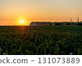 Passengers train at sunrise, traveling through corn fields in Germany 131073889