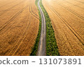 Ripe wheat fields, drone aerial view at sunrise, in Germany 131073891