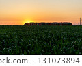 Train traveling at sunrise through agricultural fields in Germany 131073894