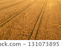 Wheat field, ready to harvest, drone aerial view at a farm in Germany 131073895