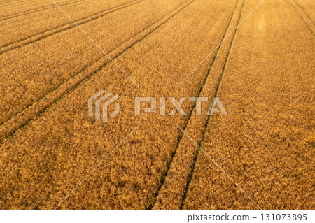 Wheat field, ready to harvest, drone aerial view at a farm in Germany Wheat field, ready to harvest, drone aerial view at a farm in Germany 131073895