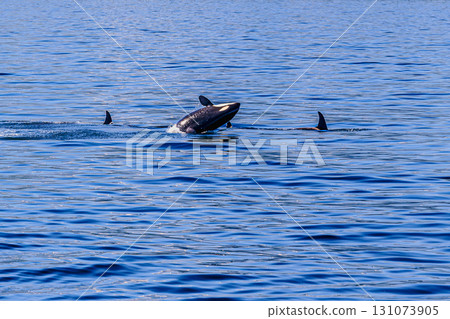 虎鯨漂浮在藍色的海中 虎鯨漂浮在藍色的海中 131073905