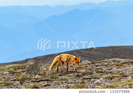 The appearance of the Ezo red fox living in a harsh natural environment 131073906