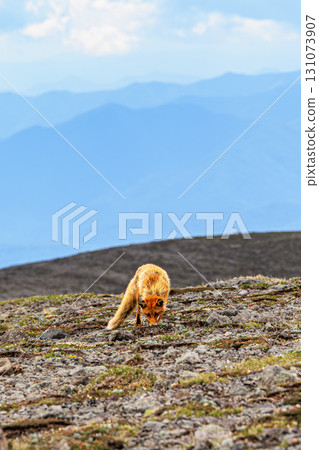 A Hokkaido red fox resting on a rocky alpine outcrop 131073907