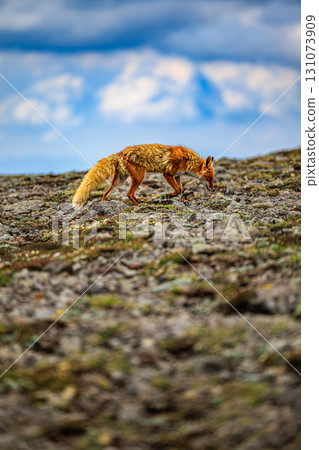A red fox walking along the ridge of Mt. Hakuun 131073909