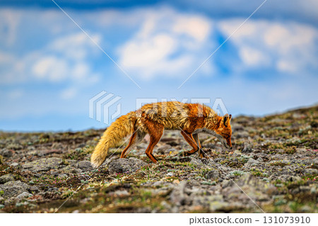 A red fox walking through the mountainous region of the Daisetsuzan mountain range in Hokkaido 131073910