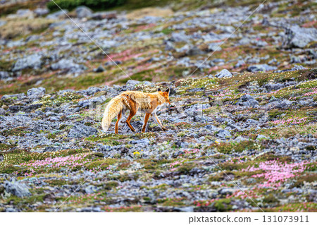 A wild red fox appears on the hiking trail of the flower-filled Mount Hakuun 131073911