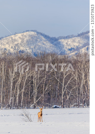以冬日山脈為背景，蝦夷鹿茁壯成長 131073923
