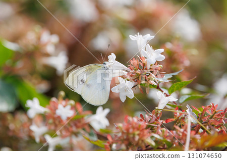 菜粉蝶和六道木 131074650