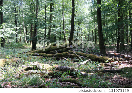 in the forest 131075129