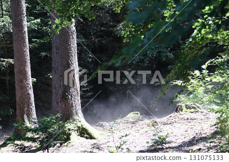 in the forest 131075133