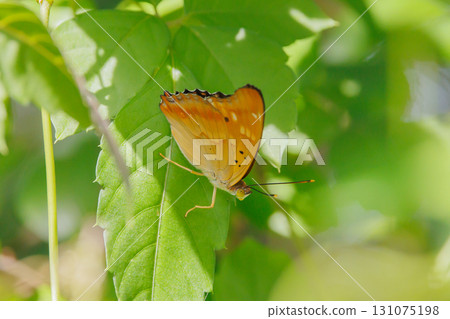 Purple butterfly resting in the shade of a leaf Purple butterfly resting in the shade of a leaf 131075198
