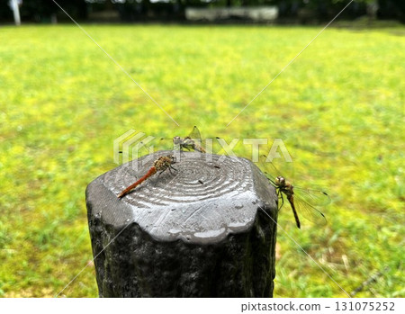 A red dragonfly resting on a stump A red dragonfly resting on a stump 131075252