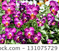 A garden full of blooming purple violas 131075729
