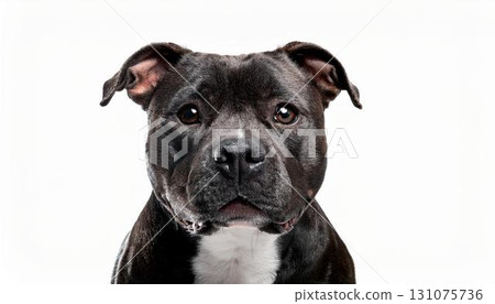 Staffordshire Bull Terrier portrait 131075736