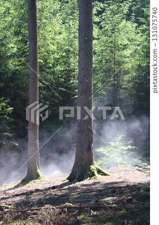 in the forest 131075740