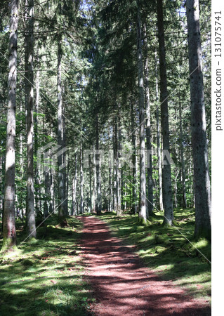 in the forest 131075741