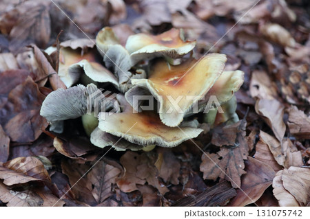 in the forest 131075742