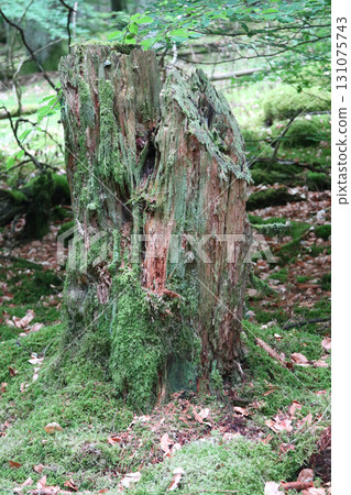 in the forest 131075743