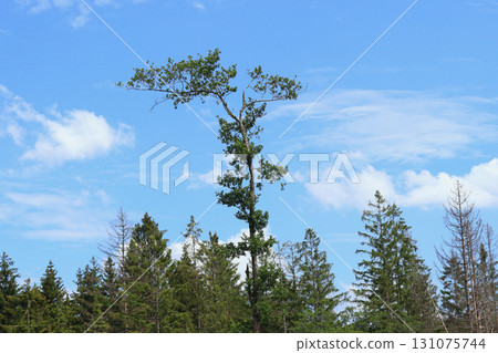 in the forest 131075744