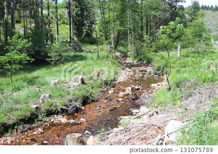 in the forest 131075789