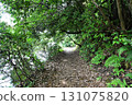 Quiet paths and trails surrounded by greenery and filled with natural light 131075820