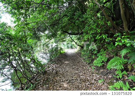 Quiet paths and trails surrounded by greenery and filled with natural light 131075820
