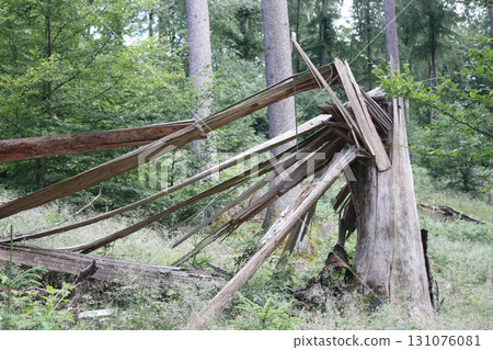 in the forest 131076081