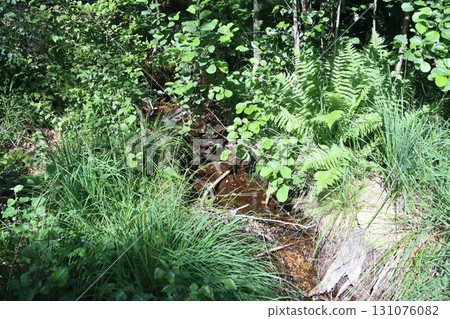 in the forest 131076082