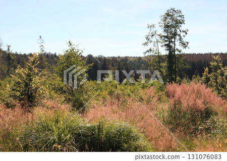 in the forest 131076083