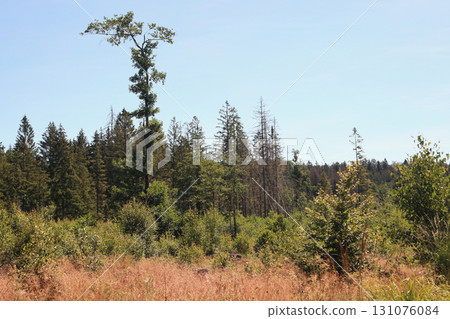 in the forest 131076084